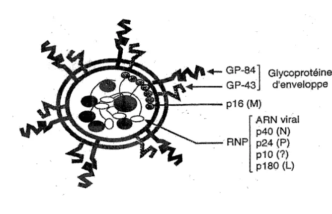 Figure 2 : représentation schématique du BDV d'après Gonzales Dunia et al. (33). 