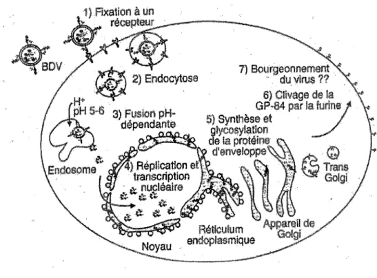 Figure 6 : cycle viral du BDV selon Gonzales-Dunia et al.  (33). 