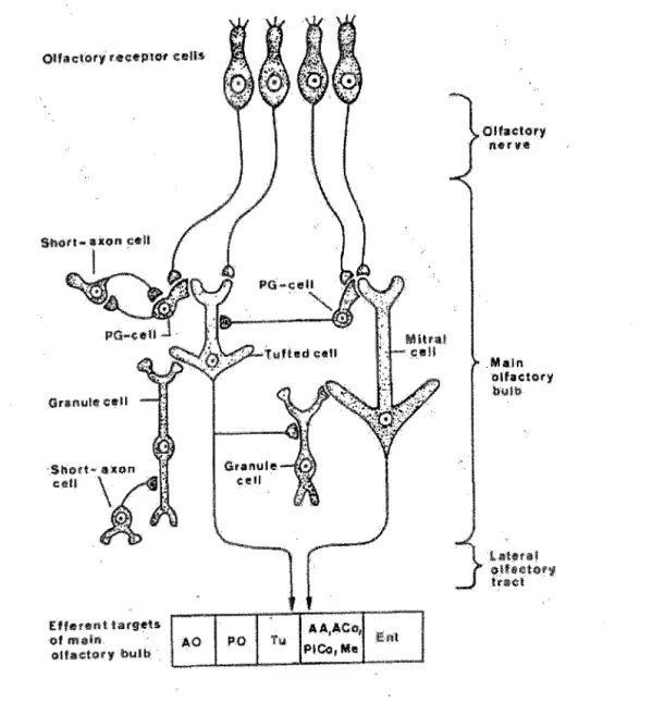 Figure 7 : schéma illustrant l'invasion cérébrale par le virus, par l'intermédiaire de la  voie axonale du neuroépithélium, d'après Morales et al