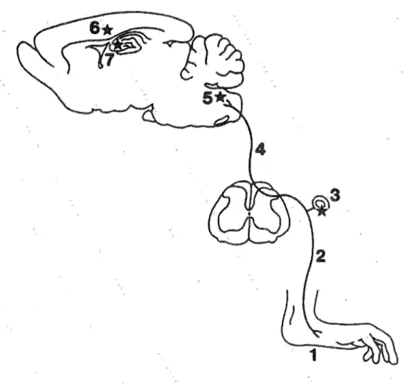 Figure 8 :  schéma illustrant la voie axonale d'invasion cérébrale du BDV  à  partir de la patte  postérieure chez le rat d'après CARBONE et al