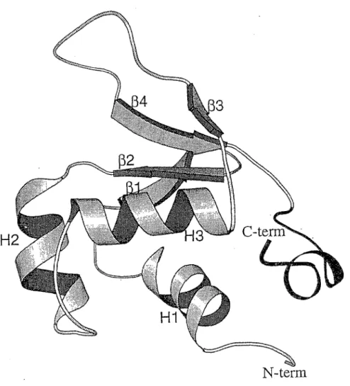 Figure 3 :  Structure tridimensionnelle du domaine de fixation à l'  ADN du HSF, montrant les trois hélices  a  (Hl, H2, H3) et les quatre feuillets p (pl, p2, P3, p4) (Wu 1995)