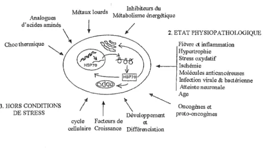 Figure 6 :  Conditions permettant une induction de l'expression des gènes du choc thermique chez les  eucaryotes (Morimoto et al