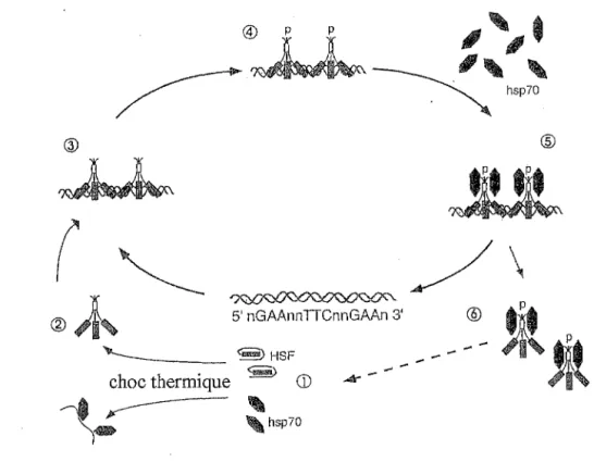 Figure 9 :  Cycle de l'HSF : modèle de régulation d'HSFl (Morimoto et al.  1994). 