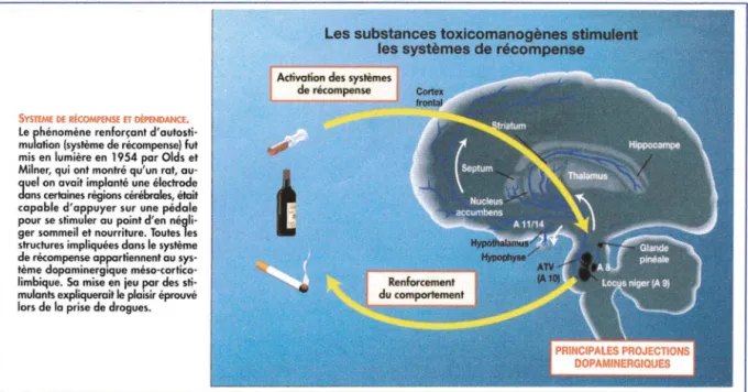 Figure n°5  :Système de récompense et dépendance (Tiré de « La dépendance aux  opiacés » J