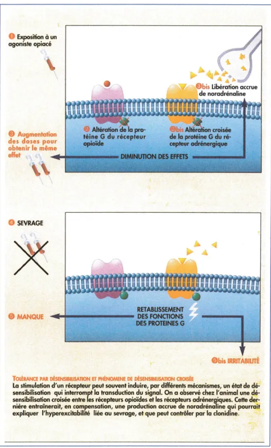 Figure n°7  : To lérance  par  désens ib i l isat ion e t  phénomène  de  désens ib i l isat ion cro isée (T iré de« La  dépendance  aux  op iacés» J 