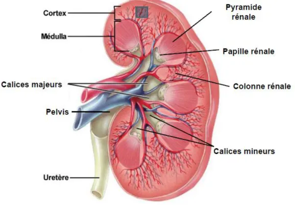 FIGURE 2 : LE REIN, ANATOMIE MACROSCOPIQUE [11] 