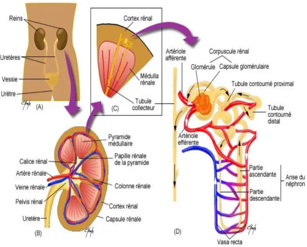 FIGURE 4 : SCHÉMA D’UN NÉPHRON [39]