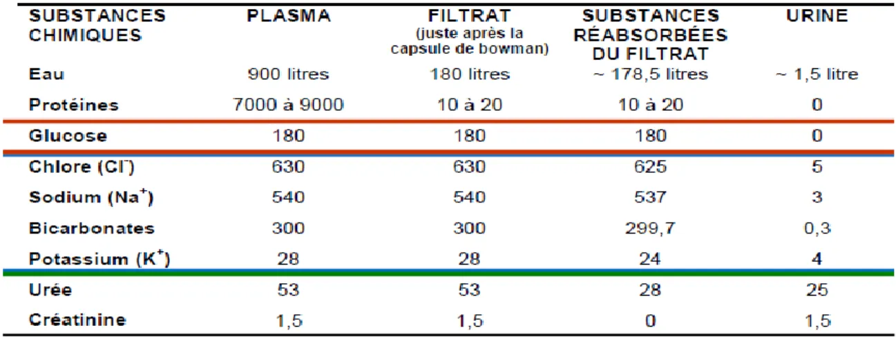 TABLEAU I : QUANTITÉS DE SOLUTÉS ET D’EAU A DIFFÉRENTS NIVEAUX DU  NÉPHRON [12]