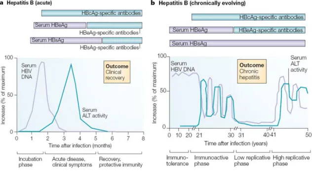 Figure  2  Immunopathogénèse  des  phases  aigues  et  chroniques  du  VHB  (Rehermann,  Nature