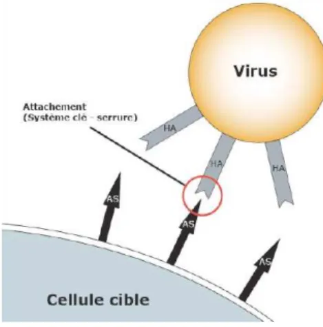 Figure n°1 : L'hémagglutinine HA dans l’attachement du virus sur la cellule [5] 