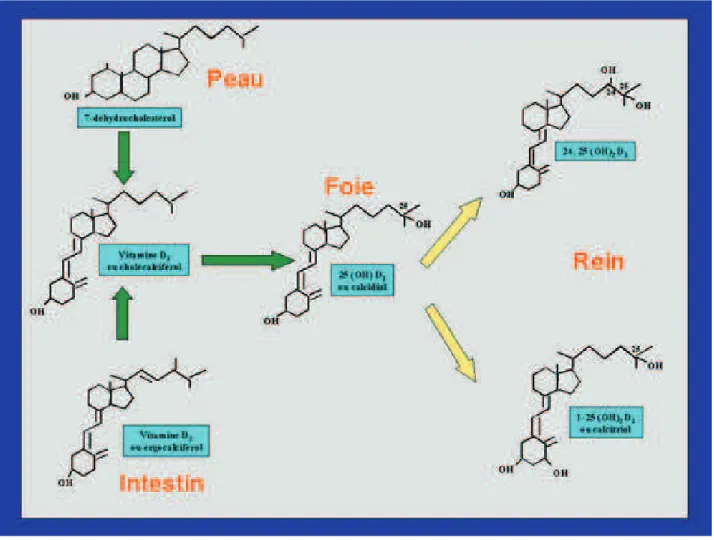 Figure 3 :Les grandes Žtapes de la biosynth•se de la vitamine  6