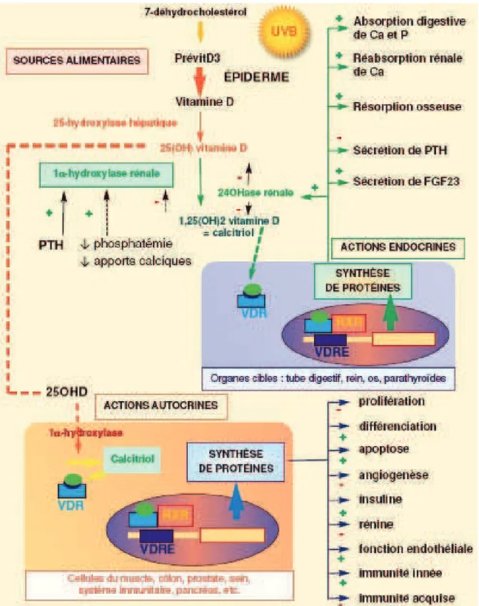 Figure 4 : MŽtabolisme et actions autocrines et endocrines de la vitamine D  10