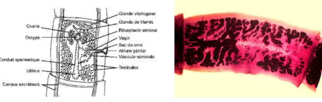 Figure 9: Proglottis de T. solium (126) 