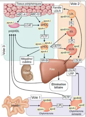 Figure 2 : les voies de transport intravasculaire du cholestérol (1)
