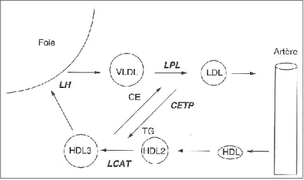Figure 4 : Métabolisme des lipoprotéines : rôle des différentes protéines impliquées (3)