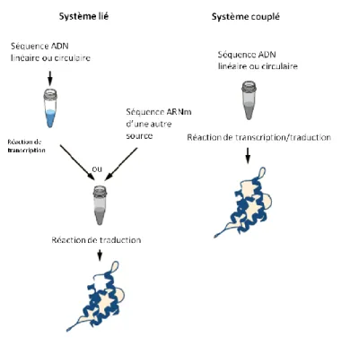 Figure  4:  Systèmes  liant  ou  couplant  les  mécanismes  de  transcription  et  de  traduction,  d’après  le  site  internet  de  thermo Scientific™ 