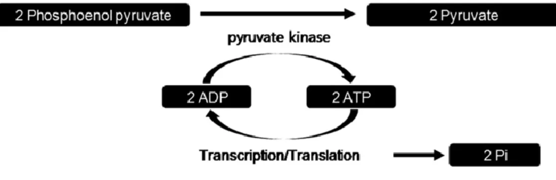 Figure 8: Régénération de l'ATP en utilisant le PEP comme source d'énergie, d’après Kim HC et al
