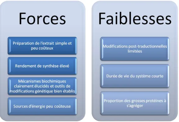 Figure 11: Forces et faiblesses du système acellulaire basé sur l'extrait d'E. coli 