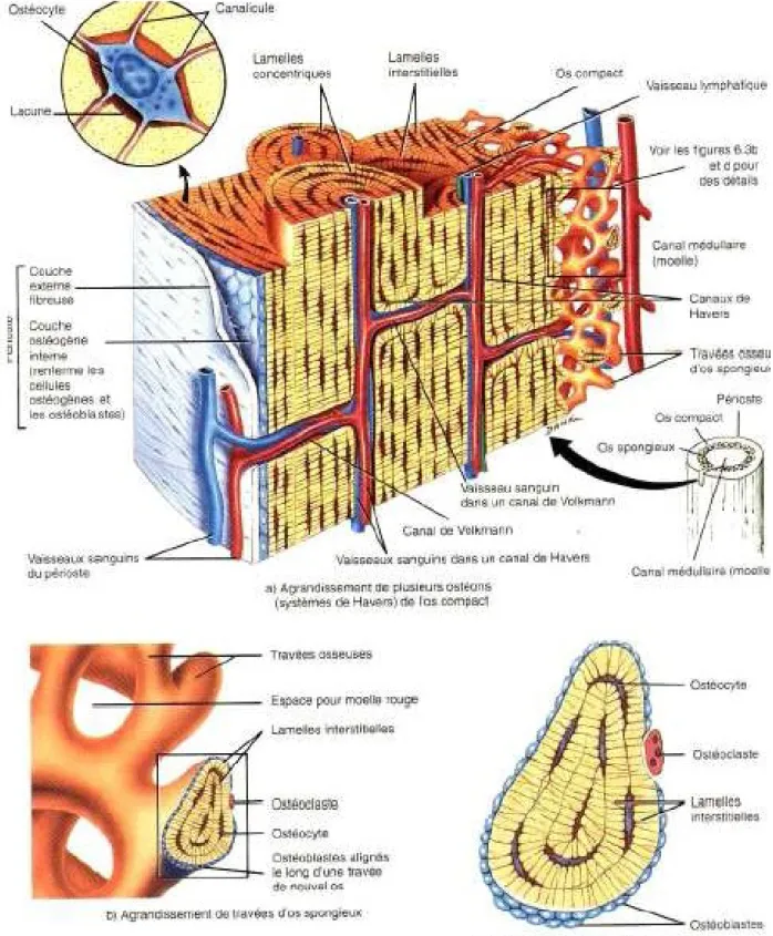 Fig 1 Représentation du tissu osseux d'après Grabowski 