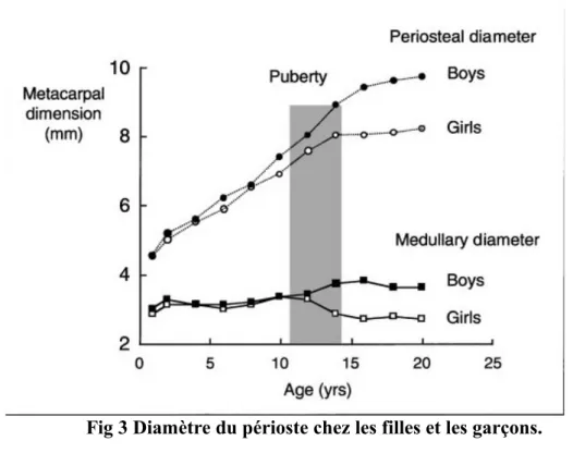 Fig 3 Diamètre du périoste chez les filles et les garçons.
