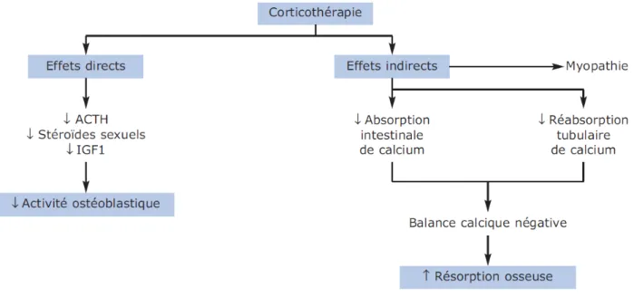 Fig 6 Impact de la corticothérapie sur le métabolisme osseux.