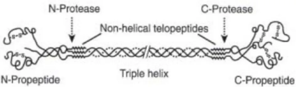 Fig 9 Représentation schématique d’une fibre de collagène (triple hélice).