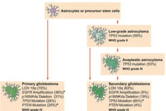 Figure  5 :  Fréquences  des  altérations  génétiques  dans  les  glioblastomes  primaires  et  secondaires