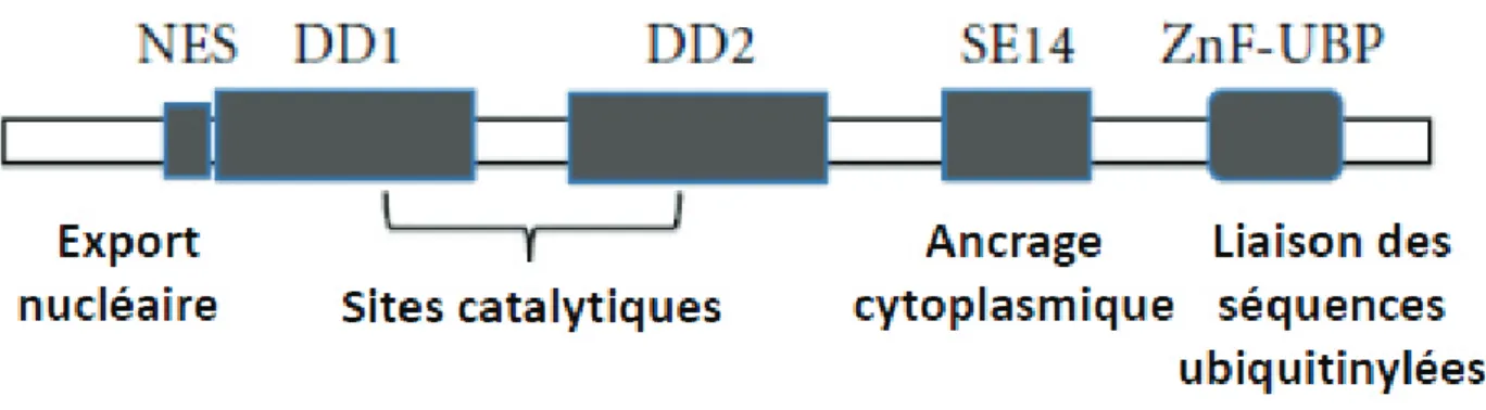 Figure 14. Structure d’HDAC6  (Aldana-Masangkay and Sakamoto 2011)