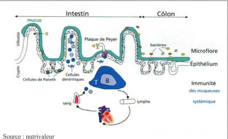 Figure  2 :  Les  défenses  naturelles  de  l’intestin  (lymphocytes  B  et  T,  plaques de Payer, cellules de Paneth)