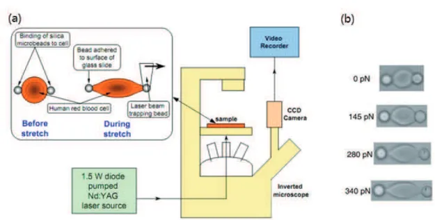 Figure 1.2 Single cell manipulation with microbeads adhered to cell by optical tweezers   