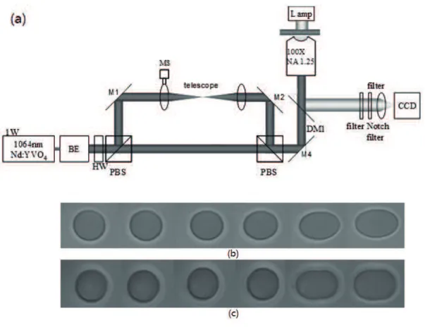 Figure 1.3 Single cell manipulation without microbeads by dual-trap optical tweezers   