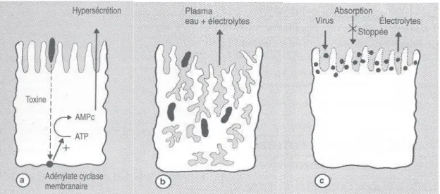 Figure 1: Mode toxinique (a), mode invasif (b), mode viral (c). 