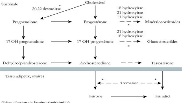 Fig 5 : Métabolisme des oestrogènes 17