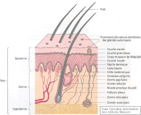 Figure 1 : Coupe schématique de peau 