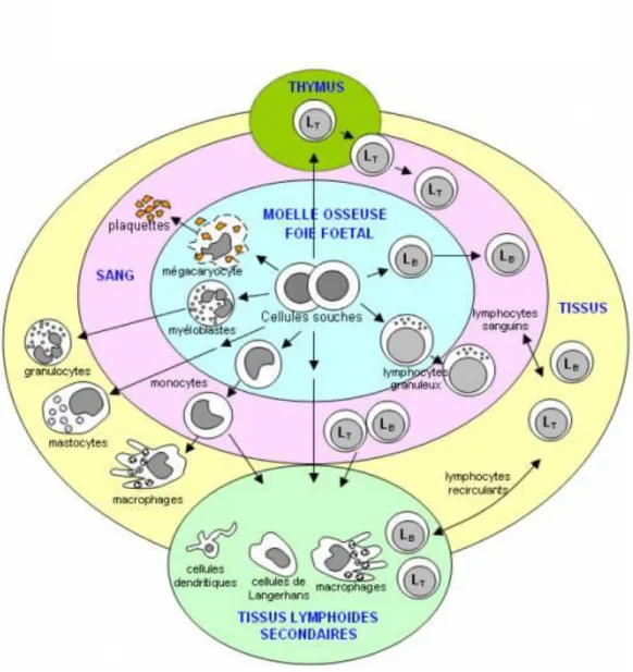 Figure 2 : Origine des cellules immunitaires (d’après L.Roitt et al, Immunologie  fondamentale et appliquée, éditions MEDSI 1985) 
