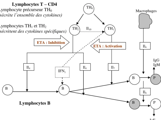 Figure 5 : Effet de l’Eau thermale d’Avène sur les lymphocytes T et sur la sécrétion des  interleukines 