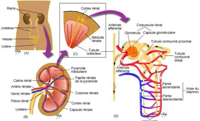 Figure 4 : Physiologie du rein (source : google image) 
