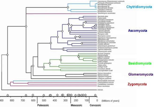 Figure 1: Classification générale du règne des champignons (Kendrick, 2000) 