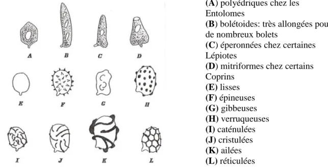 Figure 18: Différents types de spores (Baar, 1996) 