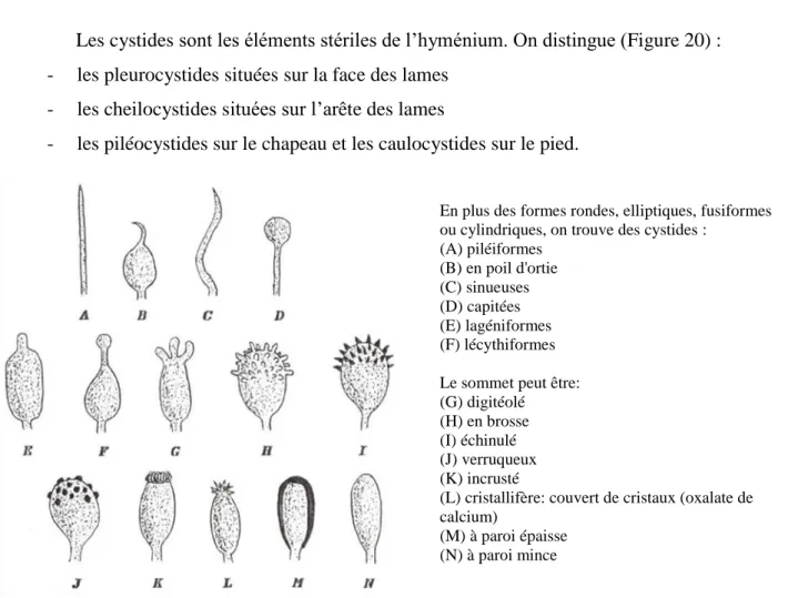 Figure 20: Différents types de cystides (Baar, 1996) 