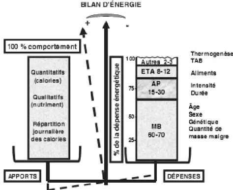 Figure 3 : Balance énergétique entre les apports et les dépenses [15] 