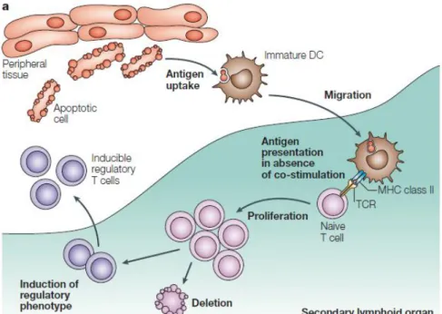 Figure  2 :  Les  cellules  dendritiques  immatures  induisent  la  tolérance  du  système  immunitaire  vis-à-vis  de  l’antigène  (9)