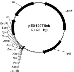 Figure  14 :  Plasmide  de  mutagenèse  pEX100Tlink.  Bla3  (β-lactamase  de  type  3)  code  la  résistance  à  l’ampicilline et à la carbenicilline