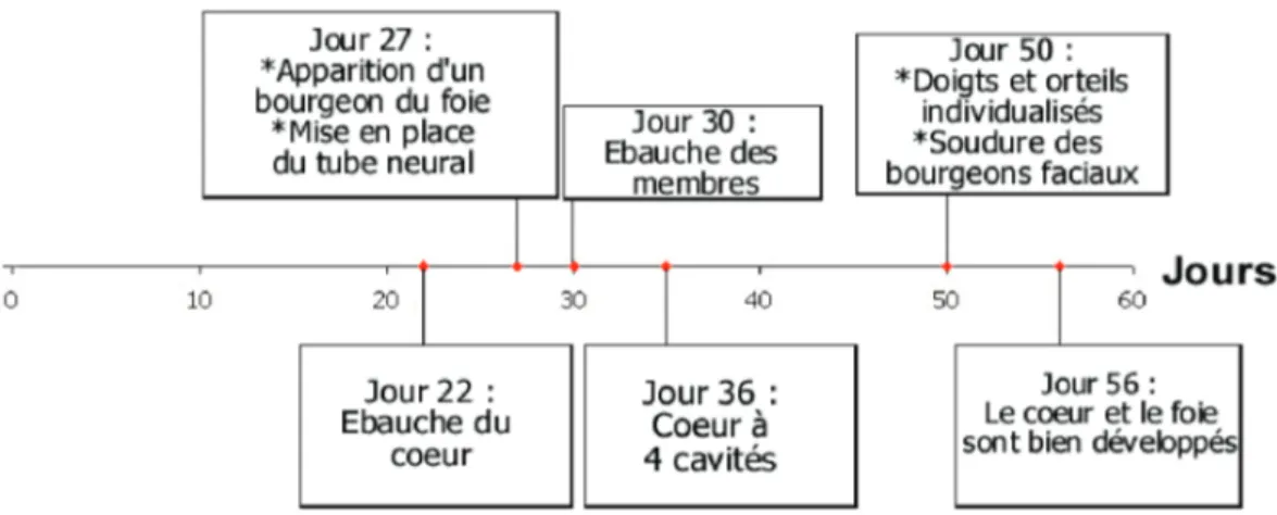 Figure N°11 : CHRONOLOGIE DES PRINCIPAUX EVENEMENTS DE  LORGANOGENESE 