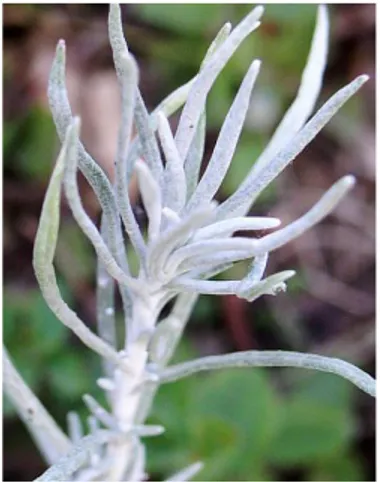 Figure 4 : Fleurs d’Helichrysum italicum (20). [© Lotus Johnson sur Flickr] 