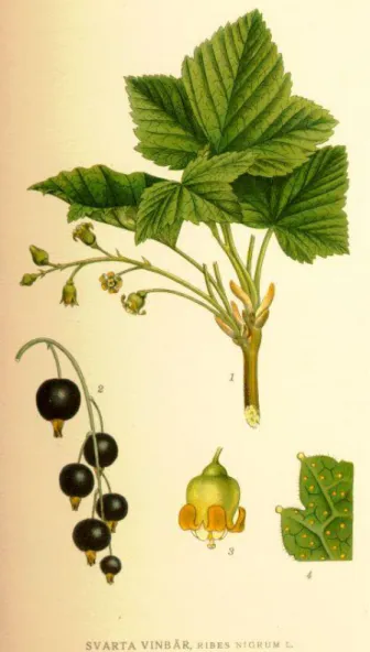 Figure 2 : Planche botanique de Ribes nigrum L. (29) 