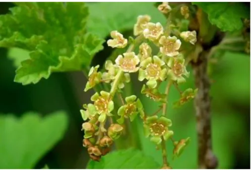 Figure 8 : Fleurs de Ribes rubrum. (79) 