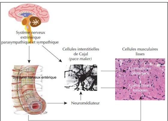 Figure 2 : Représentation schématique du contrôle de l’activité du muscle lisse intestinal