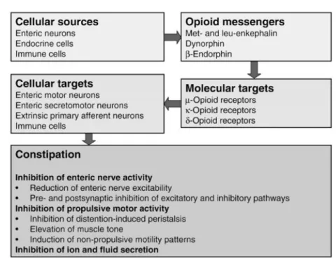 Figure 3 : Présentation du système opioïde du tractus digestif [17].  