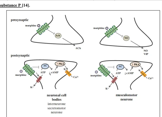 Figure  5 :  Interactions  des  opioïdes  avec  les  neurotransmetteurs  dans  le  système  nerveux  entérique